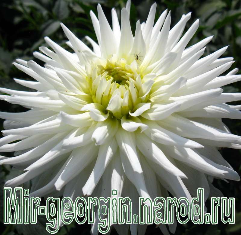 георгины 