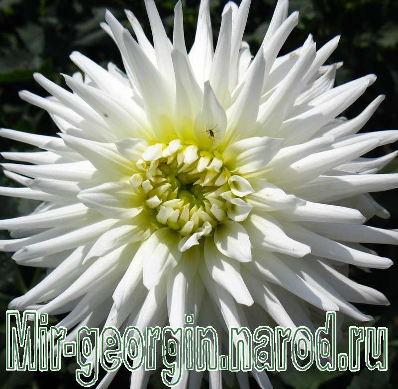 георгины 