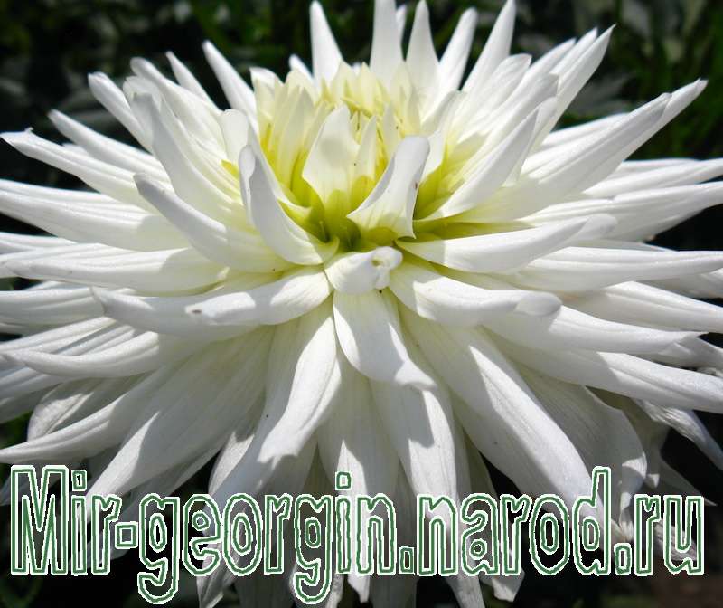 георгины 