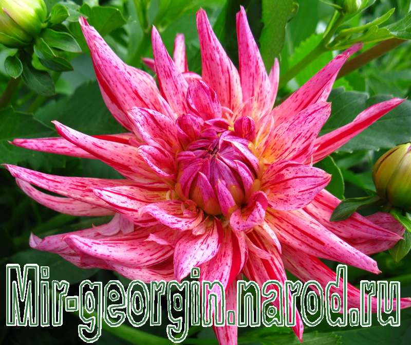 георгины 